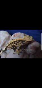 Screenshot_20180610-120532_Photos.jpg