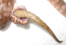 nom.jpg