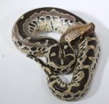 BGxTT+17-127+female+$375.jpg