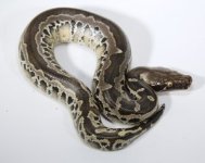 BGxTT+17-129+male+$325.jpg