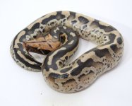 PUMPKIN+17-110+female+$375.jpg