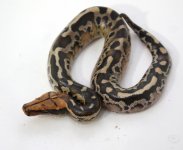 PUMPKIN+17-101+female+$350.jpg
