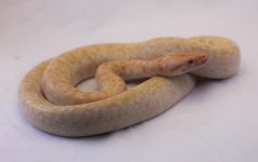 IMG_3965.jpg