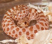 Evans Hypo.jpg
