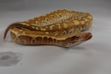 DSC_0239.jpg