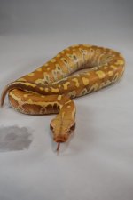 DSC_0243.jpg