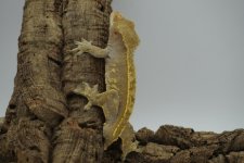thumbnail-8.jpg