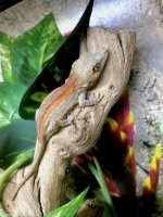 gargoyle gecko for sale 6.jpeg