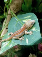 gargoyle gecko for sale 5.jpeg