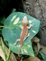 gargoyle gecko for sale 4.jpeg
