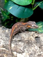 gargoyle gecko for sale 8.jpeg