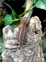 gargoyle gecko for sale 9.jpeg