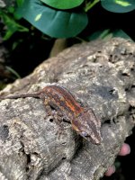 gargoyle gecko for sale 7.jpeg