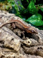 gargoyle gecko for sale 11.jpeg