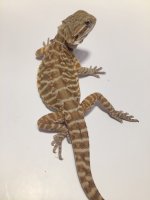 learther male.jpg