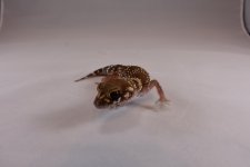 DSC_0277.jpg