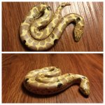 yellow paradox.jpg