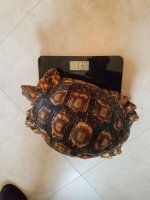 Crabcake 1.jpg