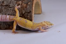 DSC_0295.jpg