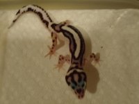 leos for sale 003.jpg