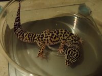 leos for sale 015.jpg