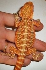 Bearded-dragon.info - Orange Italian Leatherback female - $180 + shipping.jpg
