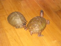 IMG_0949[1].jpg