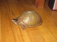 IMG_0953[1].jpg