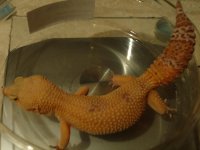 leos for sale 012.jpg