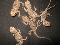 IMG_3287.JPG