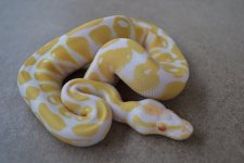 albino female,male 005 (1024x683).jpg