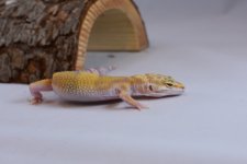 DSC_0300.jpg
