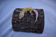 DSC_0343.jpg