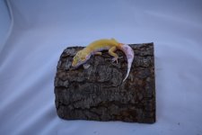 DSC_0344.jpg