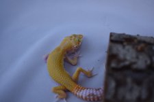 DSC_0345.jpg