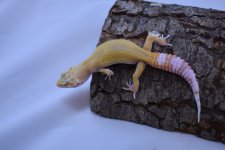 DSC_0346.jpg