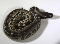 MPxBF+17-150+female+$375.jpg