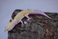 DSC_0303.jpg