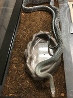 Asian Rat.jpg