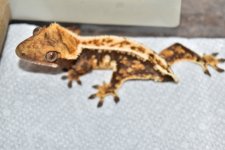 DSC_0400.jpg