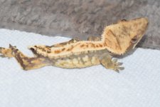 DSC_0409.jpg