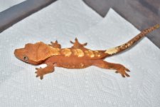 DSC_0337.jpg