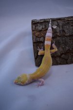 DSC_0336.jpg