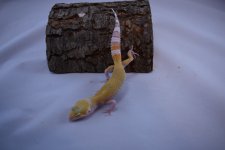 DSC_0339.jpg
