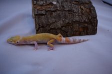DSC_0340.jpg