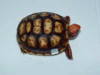 08 Bolivian RF #4a.JPG.jpg