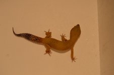 hypo tang male 2.jpg