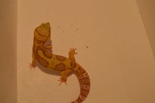 rainwater female.jpg