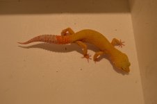 tremper sunglow male.jpg