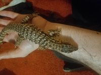 RedTegu.jpg